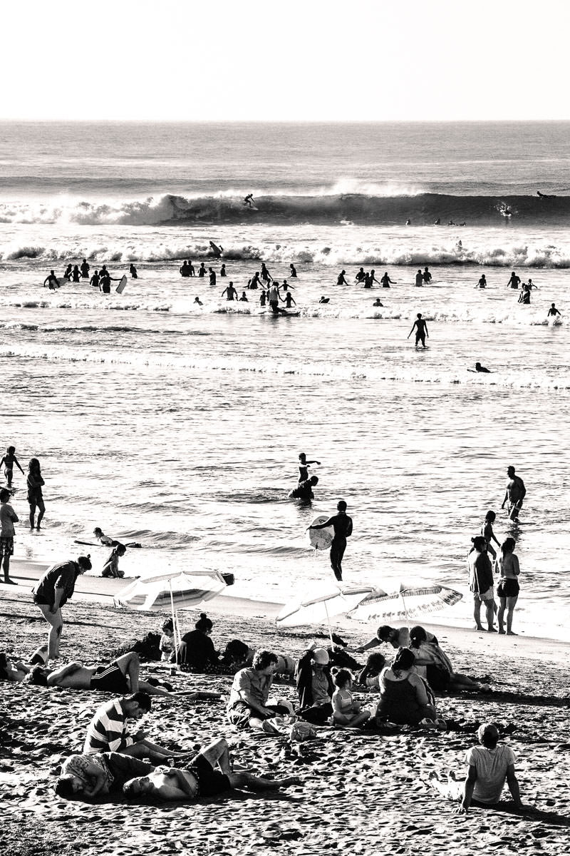 Lobos en la playa