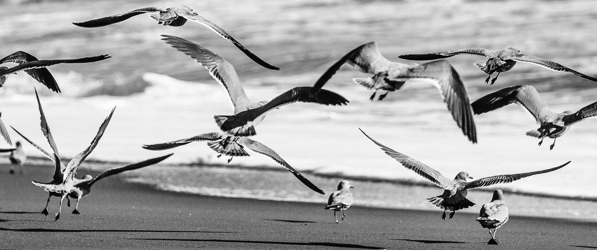 Al vuelo