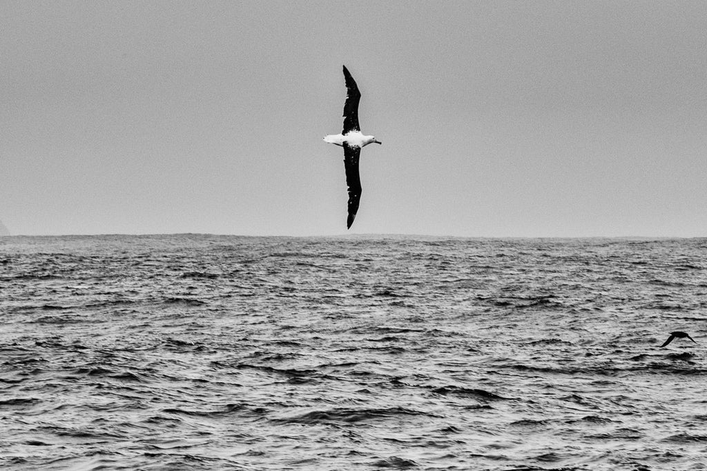 Albatros real en maniobra