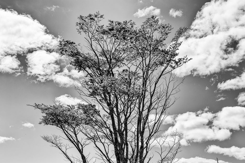 Toda tierra quiere ser bosque