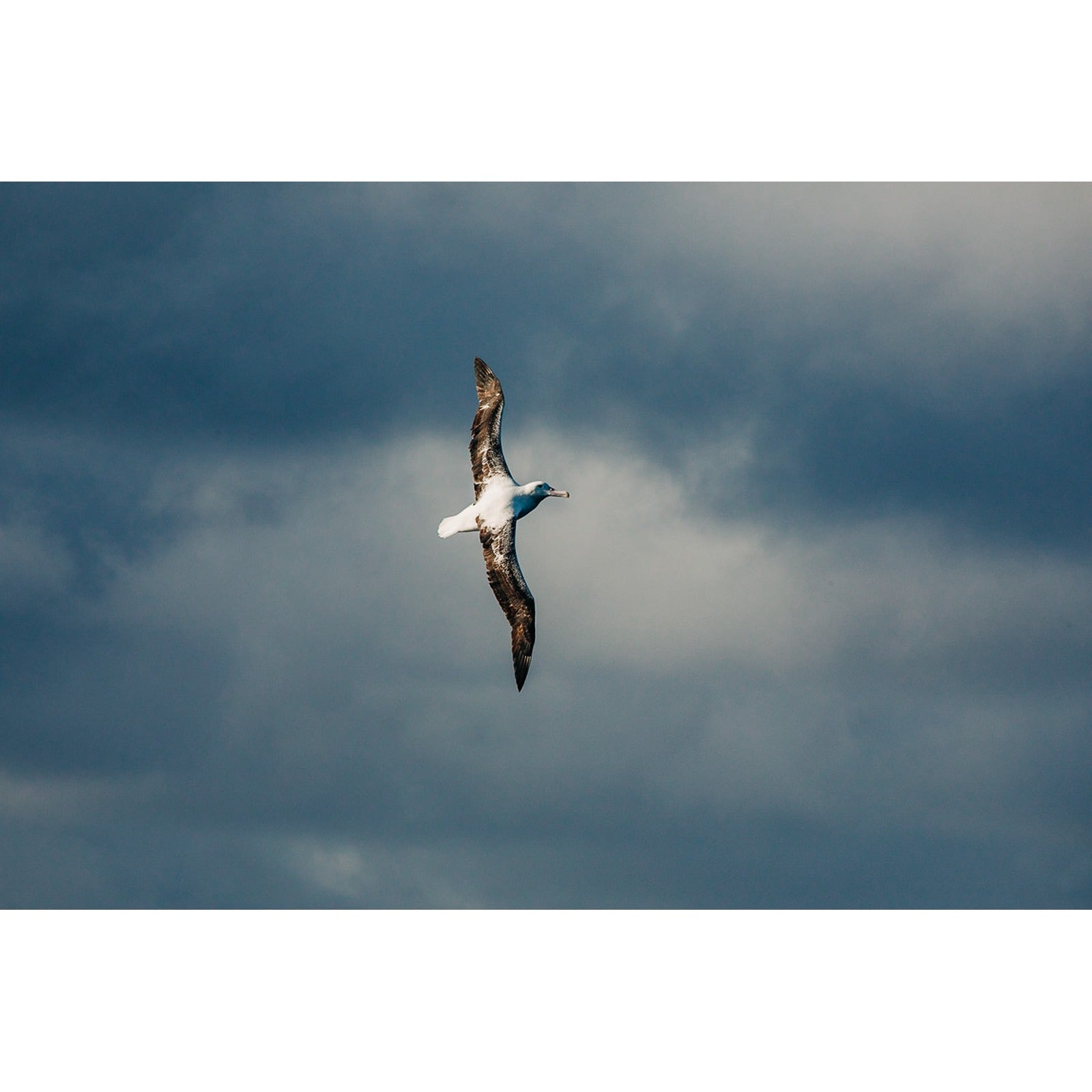 Albatros al vuelo
