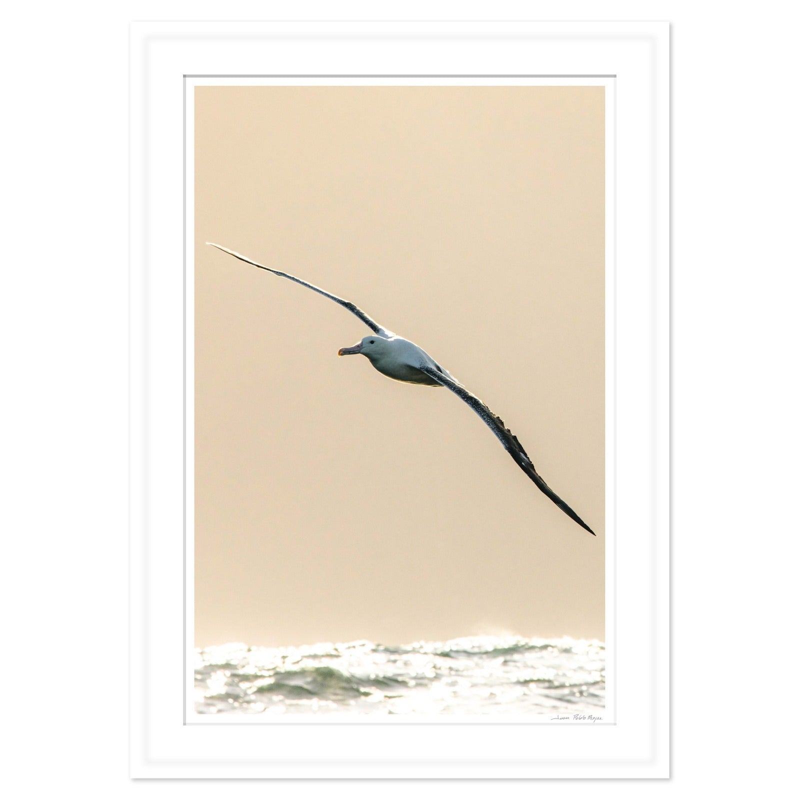 albatros-real__blanco-cuadrado