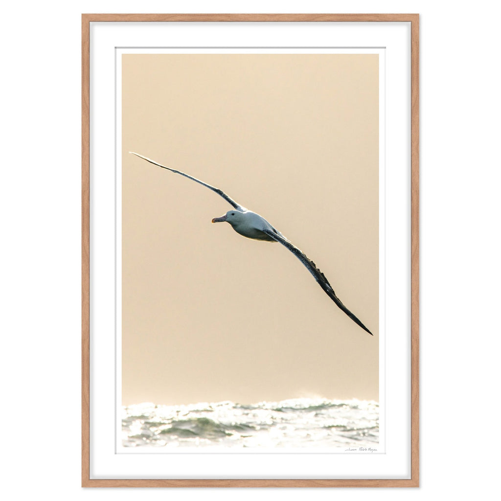 albatros-real__madera-cuadrado
