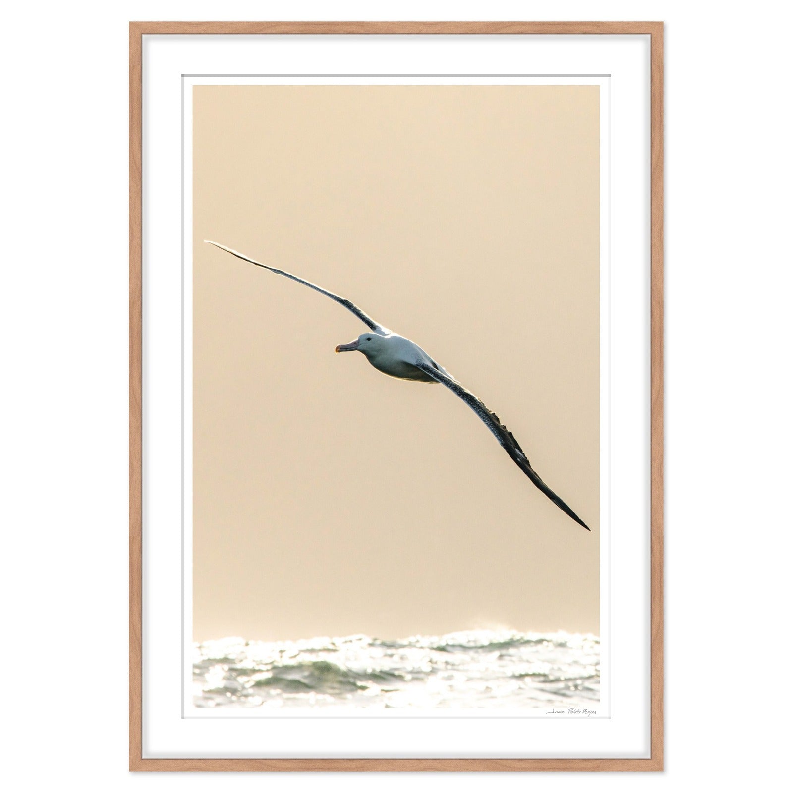albatros-real__madera-cuadrado