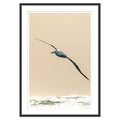 albatros-real__negro-cuadrado