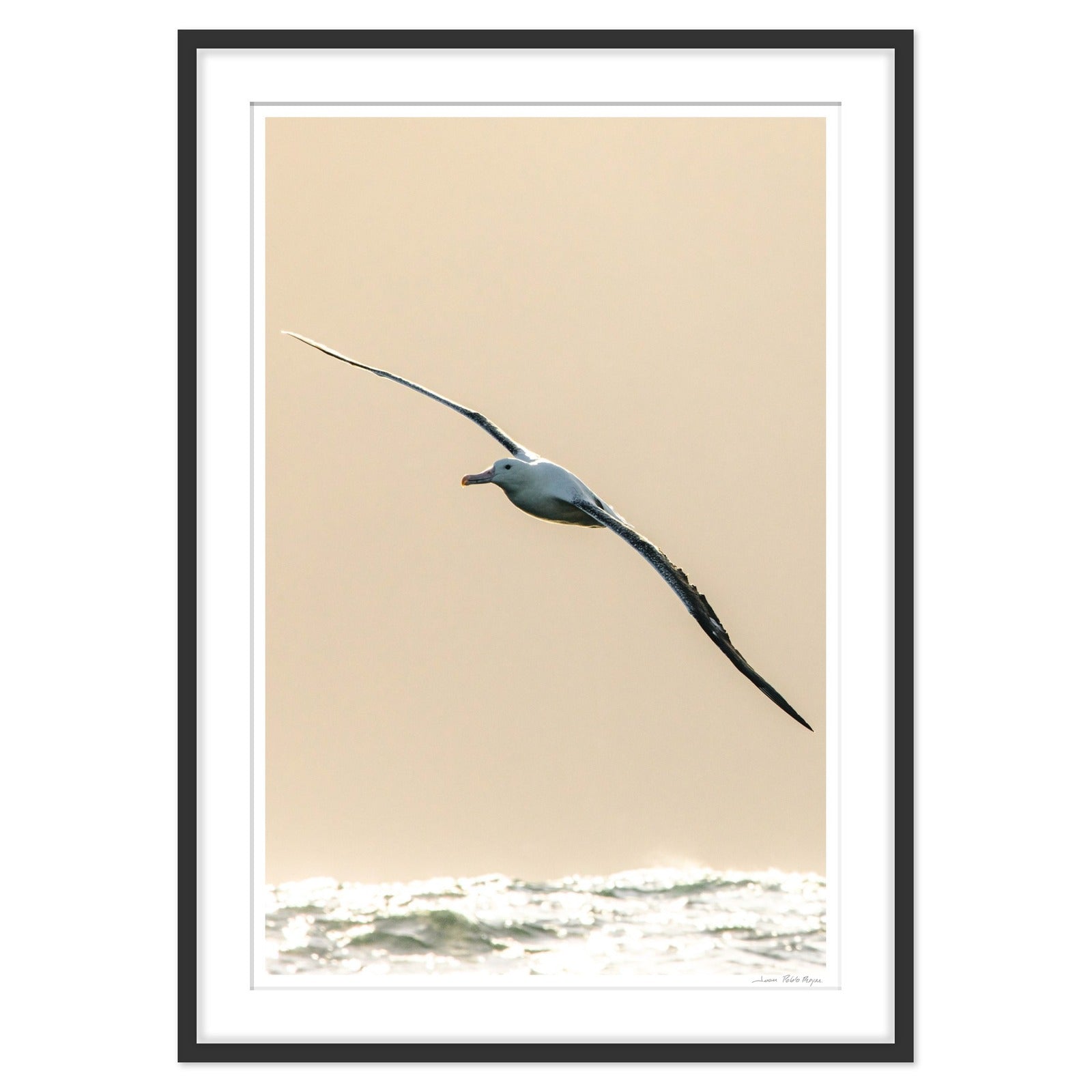albatros-real__negro-cuadrado