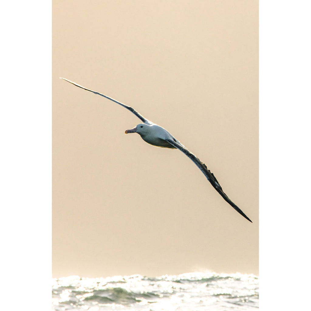 albatros-real__original-cuadrado