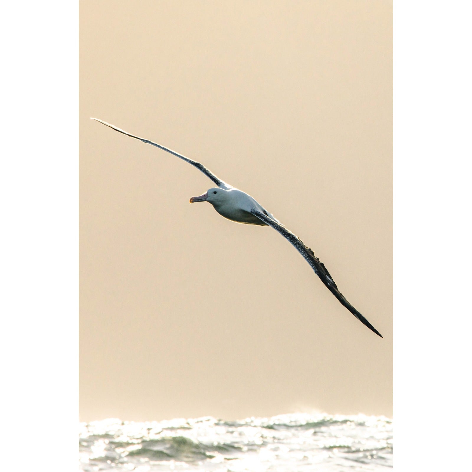 albatros-real__original-cuadrado