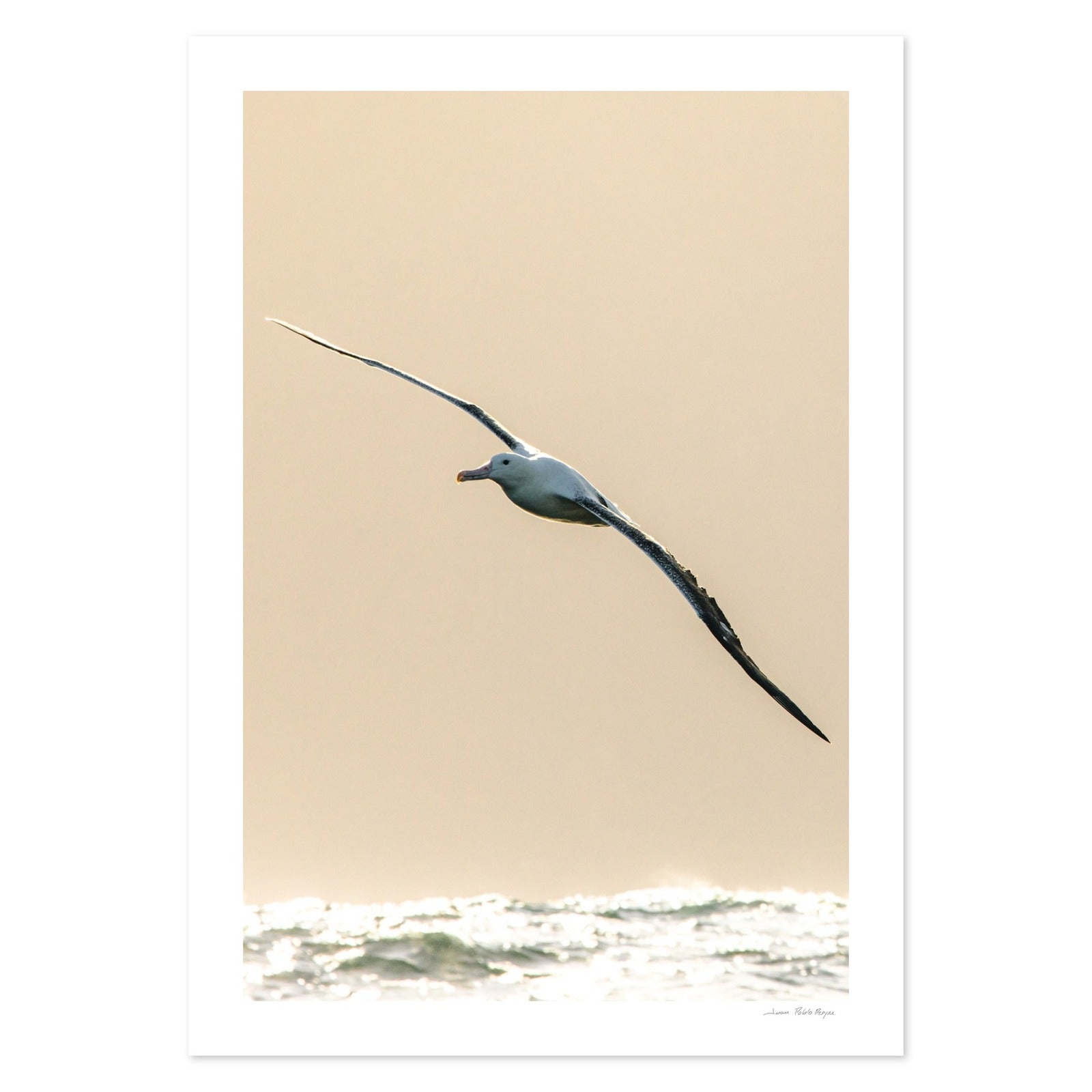 albatros-real__sinmarco-cuadrado