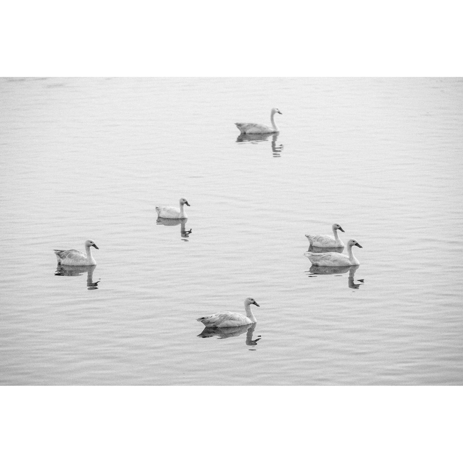 cisnes-en-la-laguna-cahuil__original-cuadrado