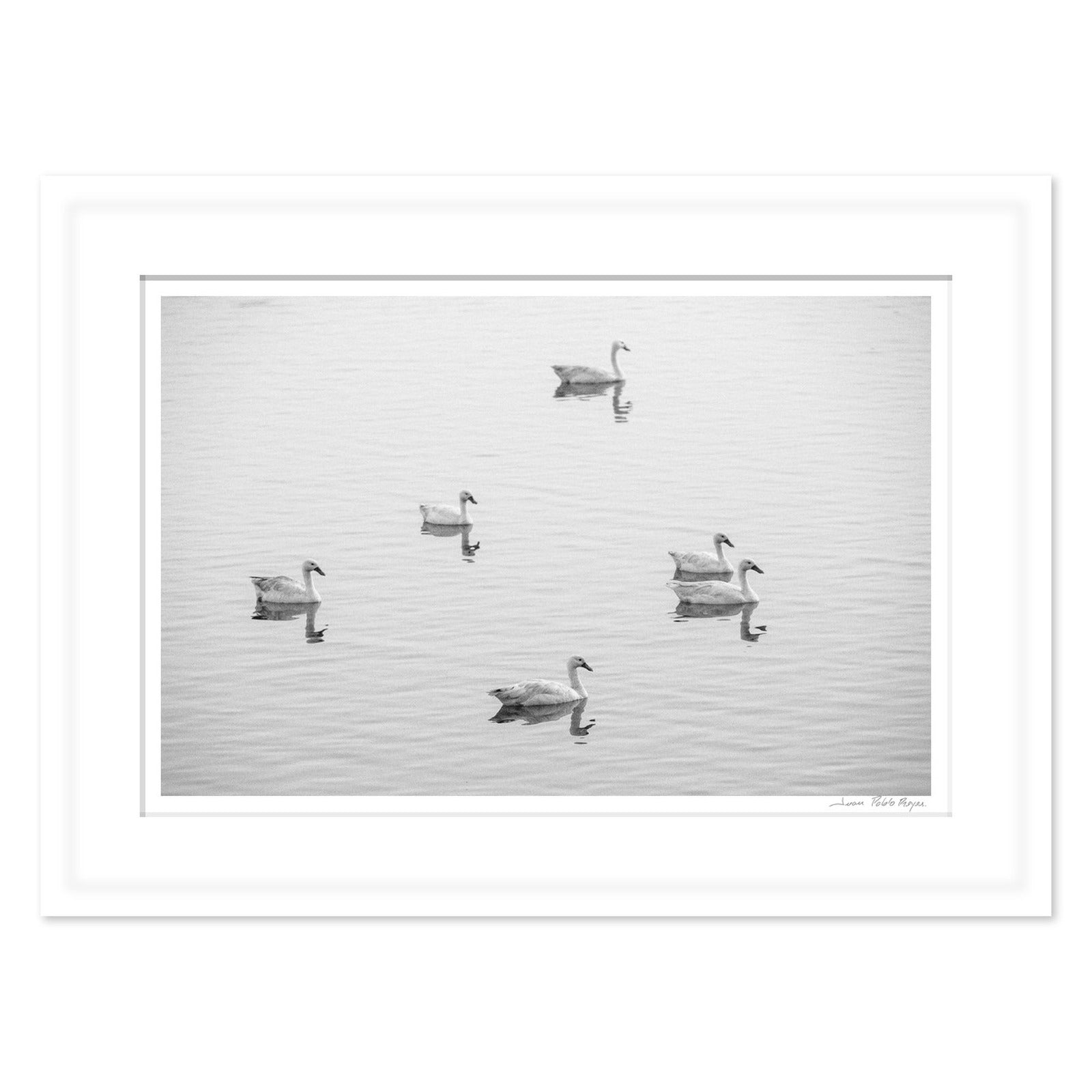 cisnes-en-la-laguna-cahuil__blanco-cuadrado