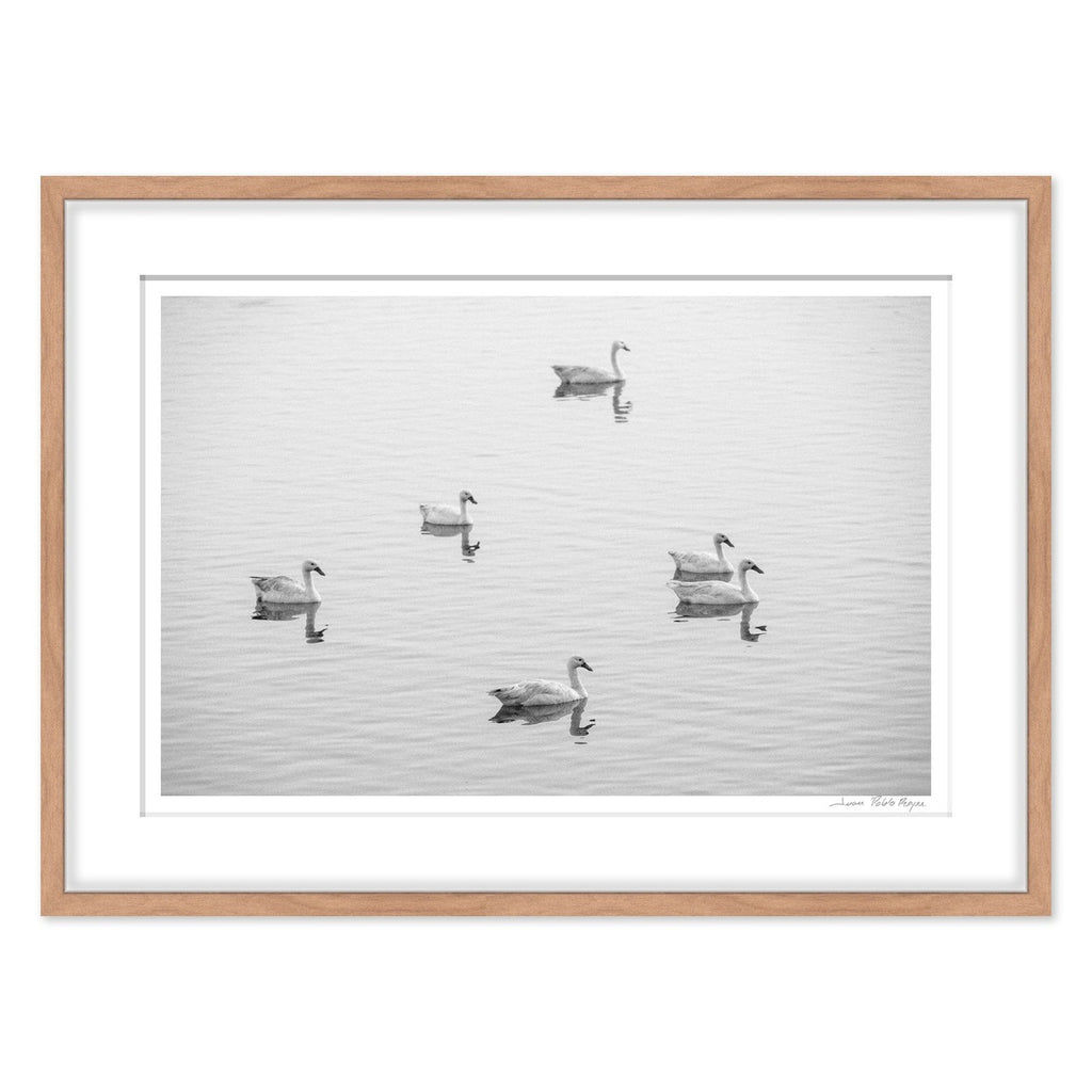 cisnes-en-la-laguna-cahuil__madera-cuadrado