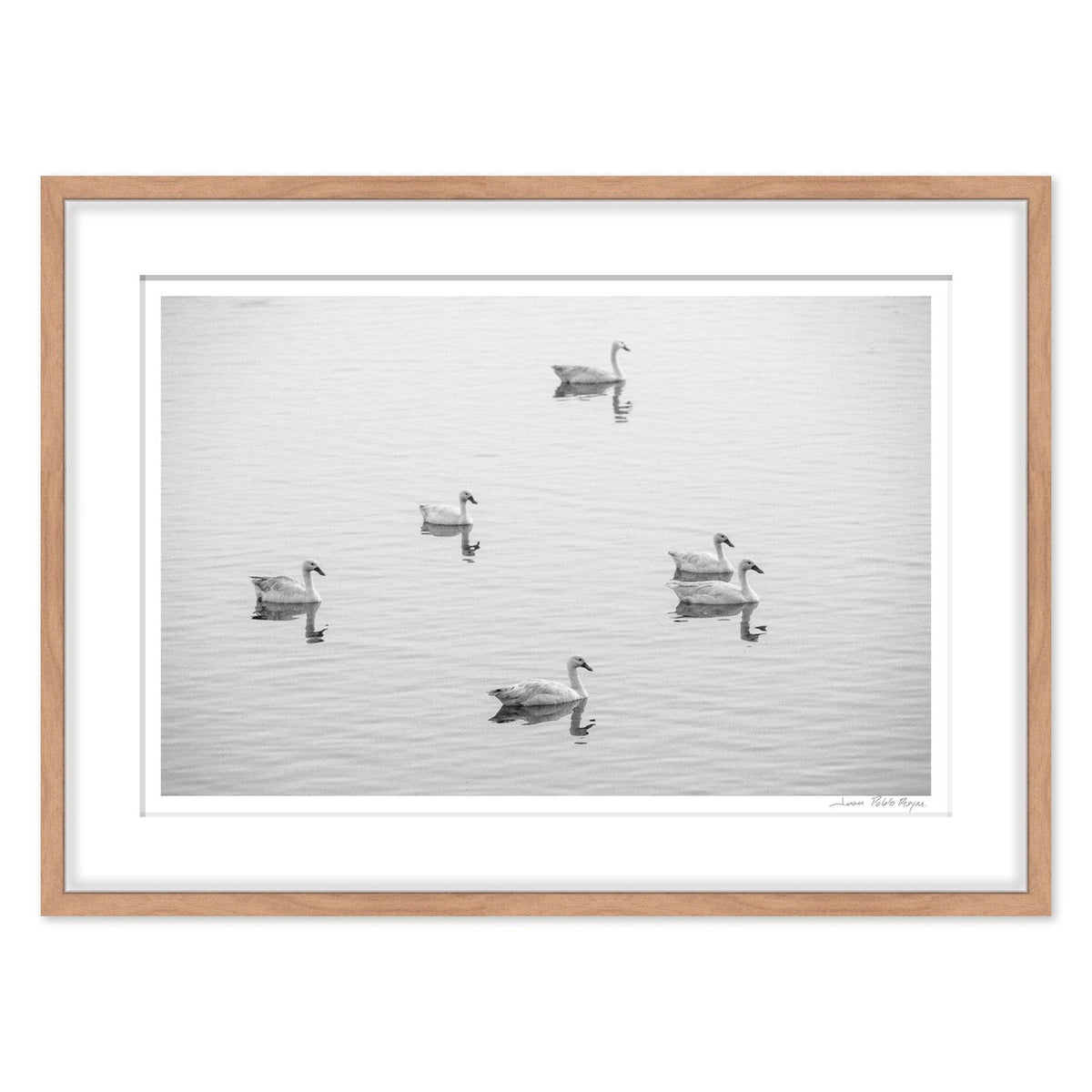 cisnes-en-la-laguna-cahuil__madera-cuadrado