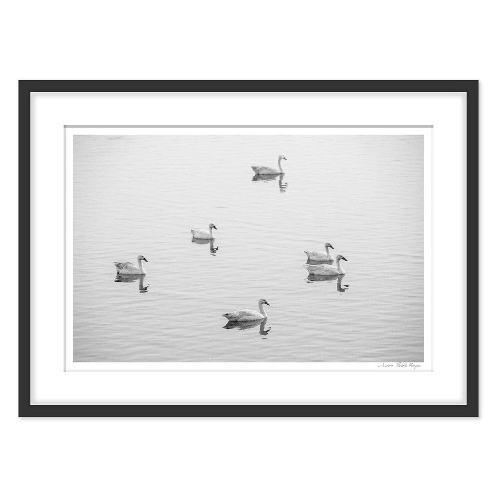 cisnes-en-la-laguna-cahuil__negro-cuadrado