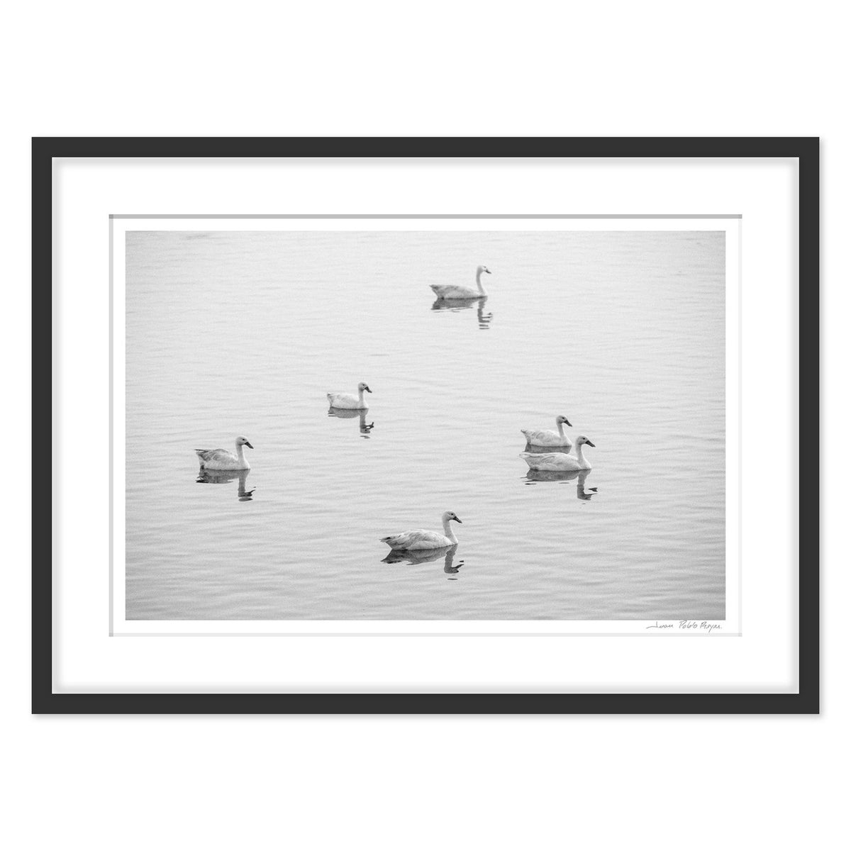 cisnes-en-la-laguna-cahuil__negro-cuadrado