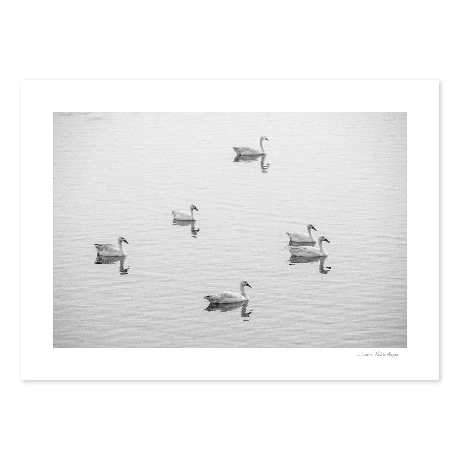 cisnes-en-la-laguna-cahuil__sinmarco-cuadrado