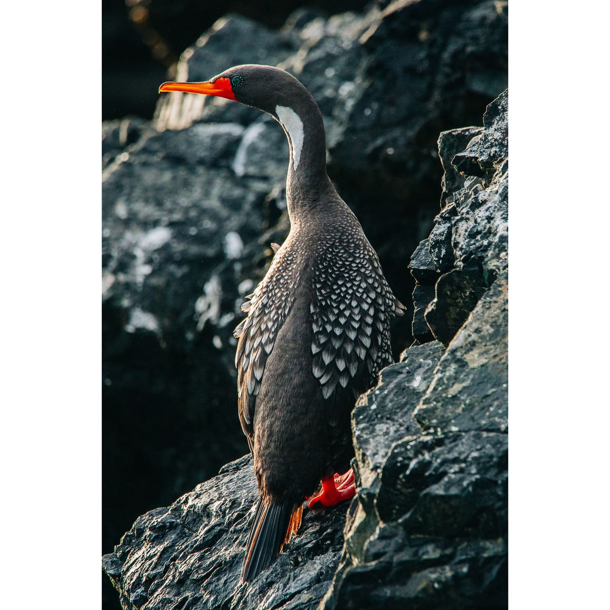 Cormorán lile - fotografía original