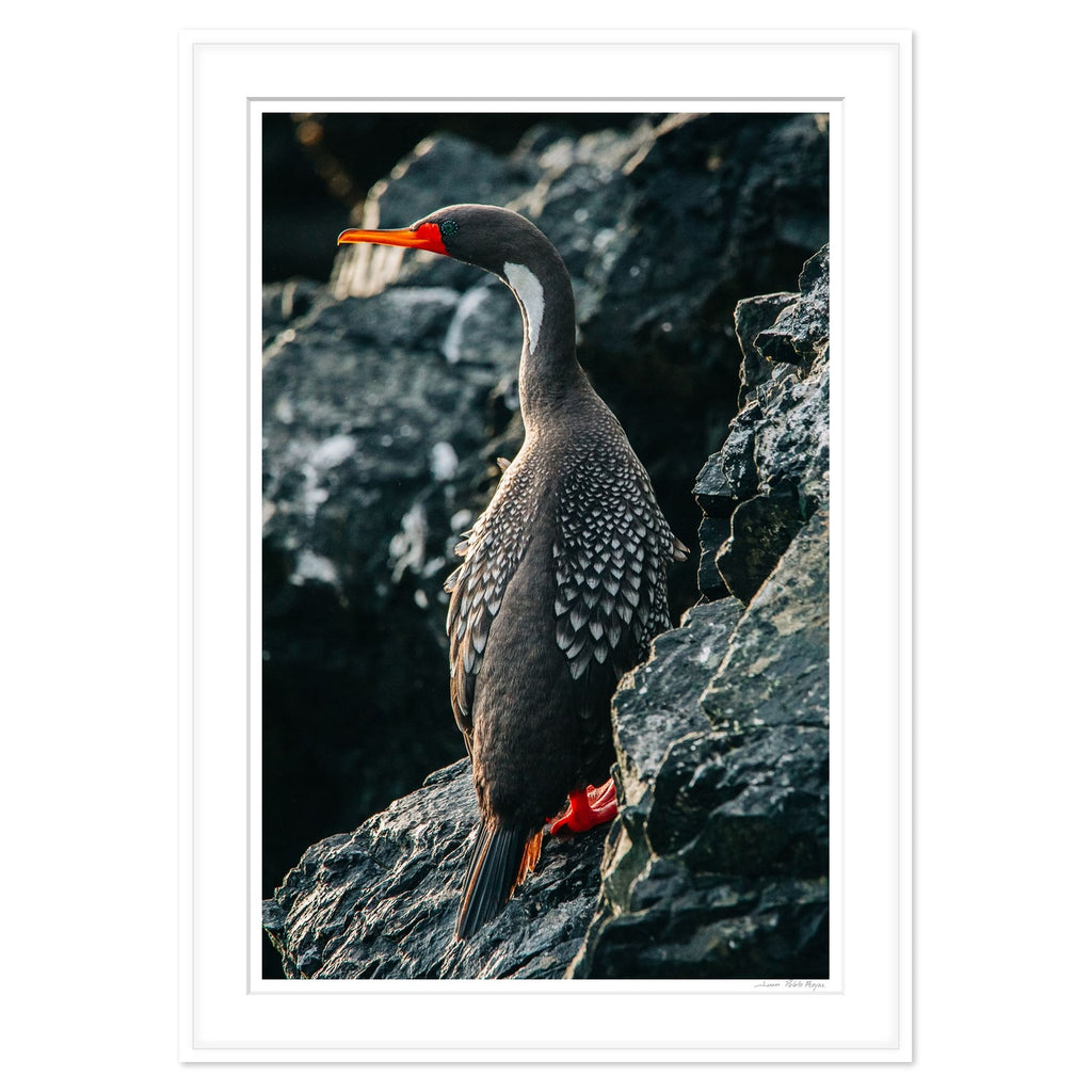Cormorán lile - enmarcado blanco