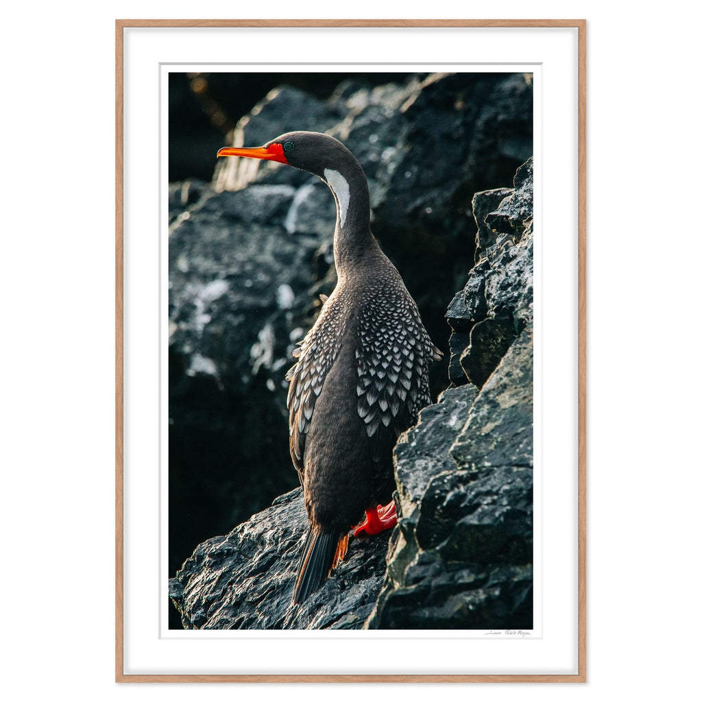 Cormorán lile - enmarcado madera