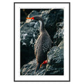 Cormorán lile - enmarcado negro