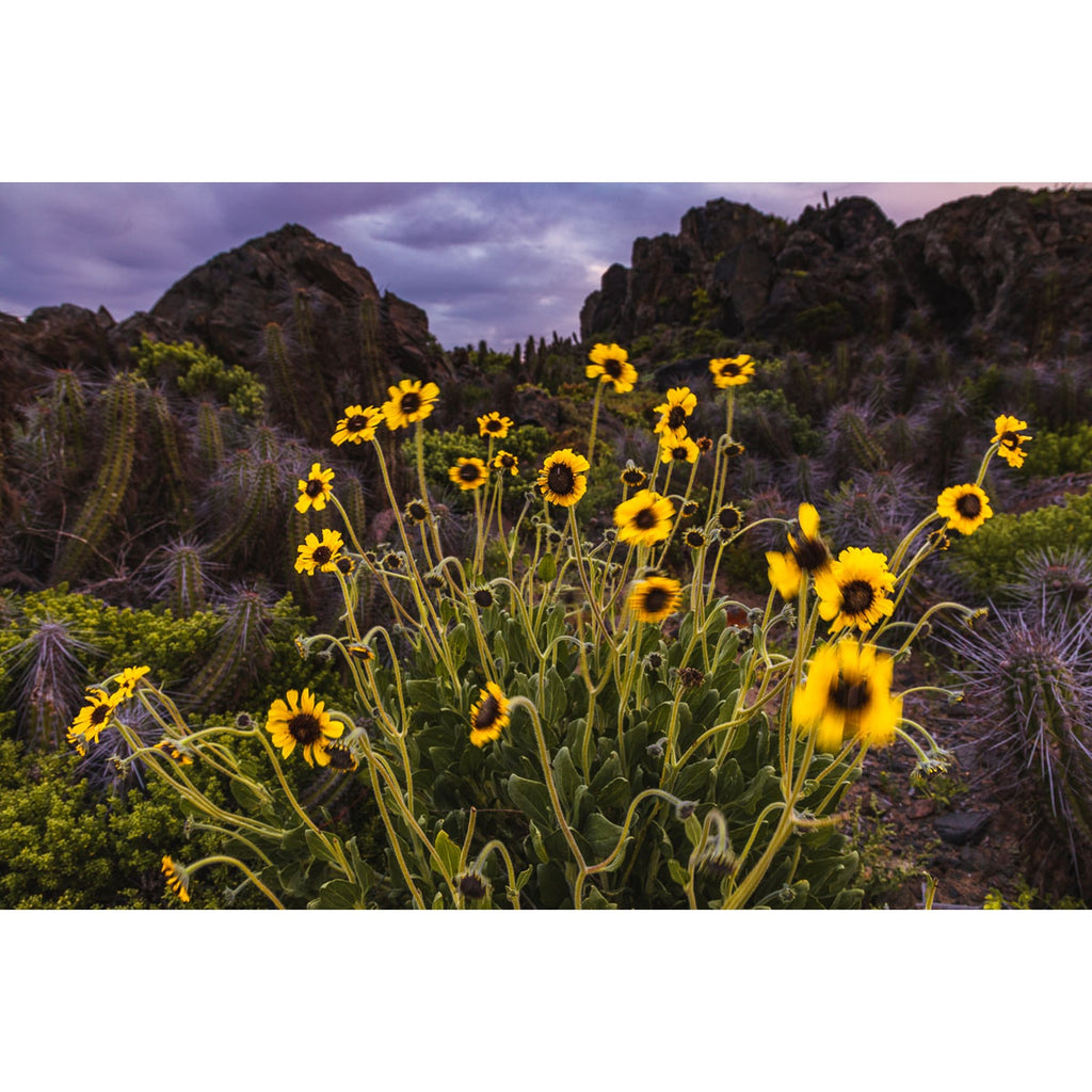 Corona de fraile - fotografía original