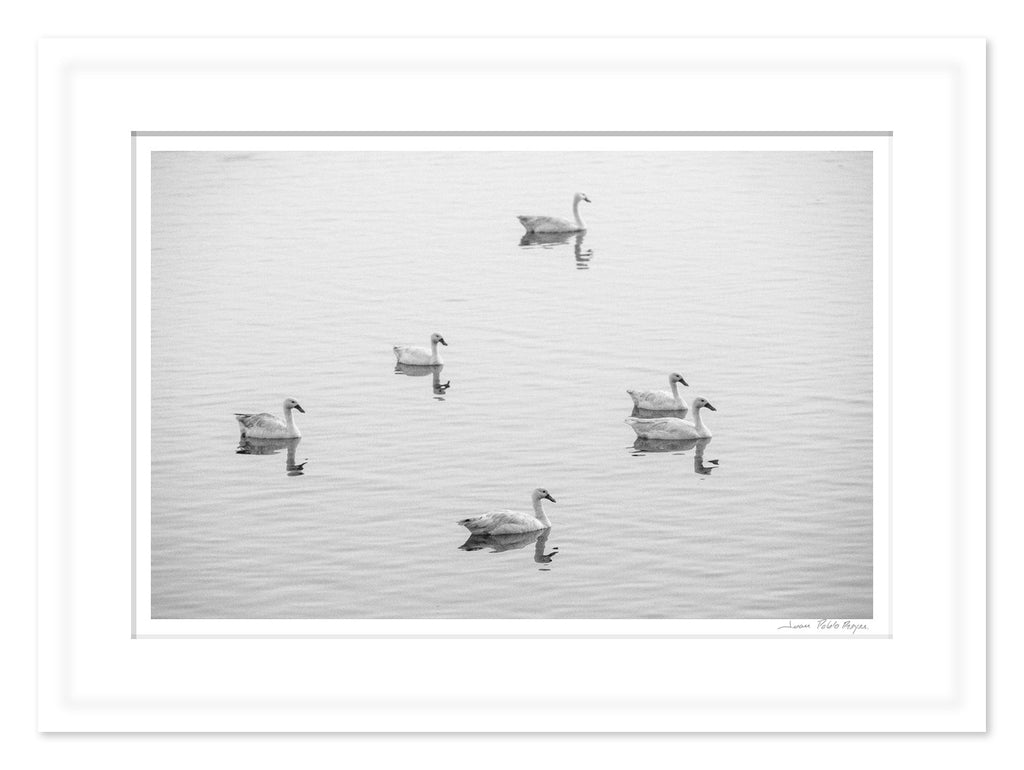 Cisnes en la Laguna Cahuil - mockup blanco