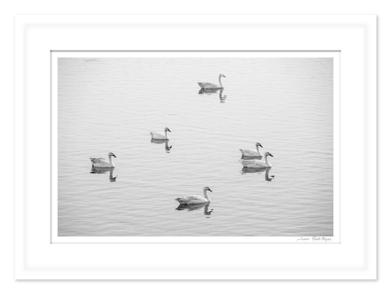 Cisnes en la Laguna Cahuil - mockup blanco