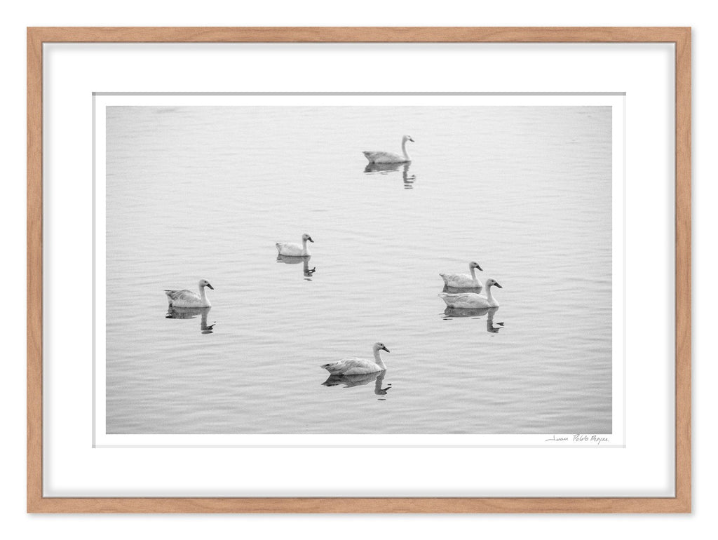Cisnes en la Laguna Cahuil - mockup madera