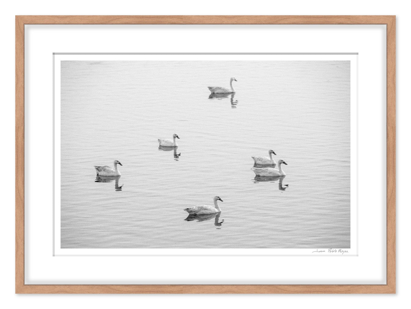 Cisnes en la Laguna Cahuil - mockup madera