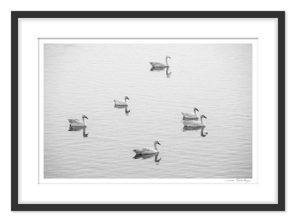 Cisnes en la Laguna Cahuil - mockup negro