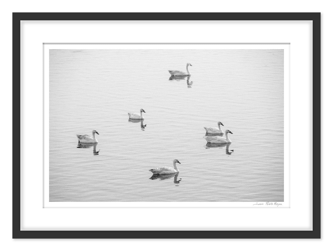 Cisnes en la Laguna Cahuil - mockup negro