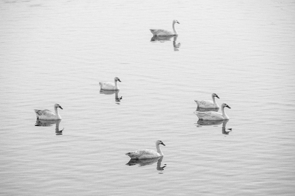 Cisnes en la Laguna Cahuil - foto original