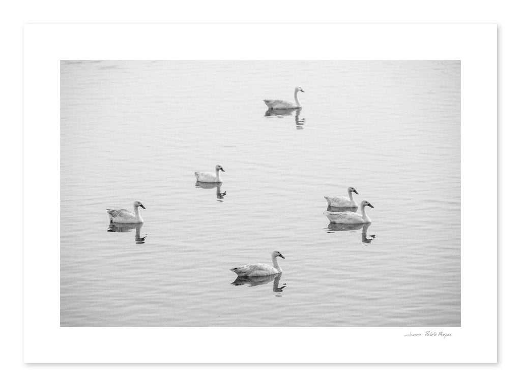 Cisnes en la Laguna Cahuil - sin marco