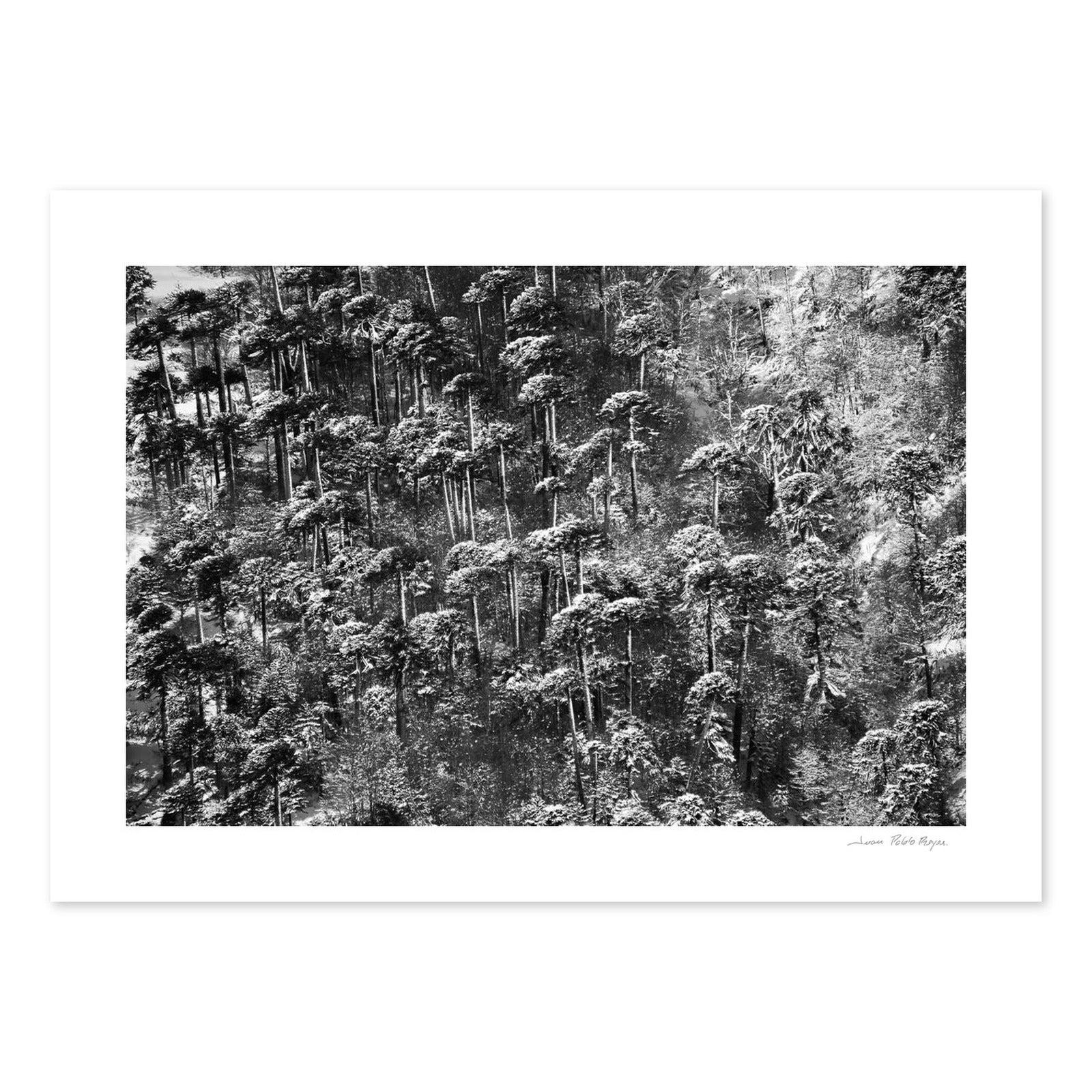 Entrepalos y nieve