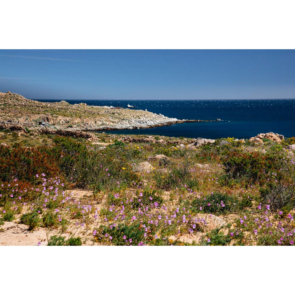 Mar y desierto florido - fotografía original