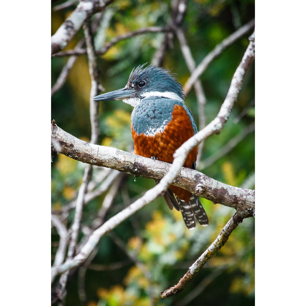 martin-en-patagonia__00-original-cuadrado