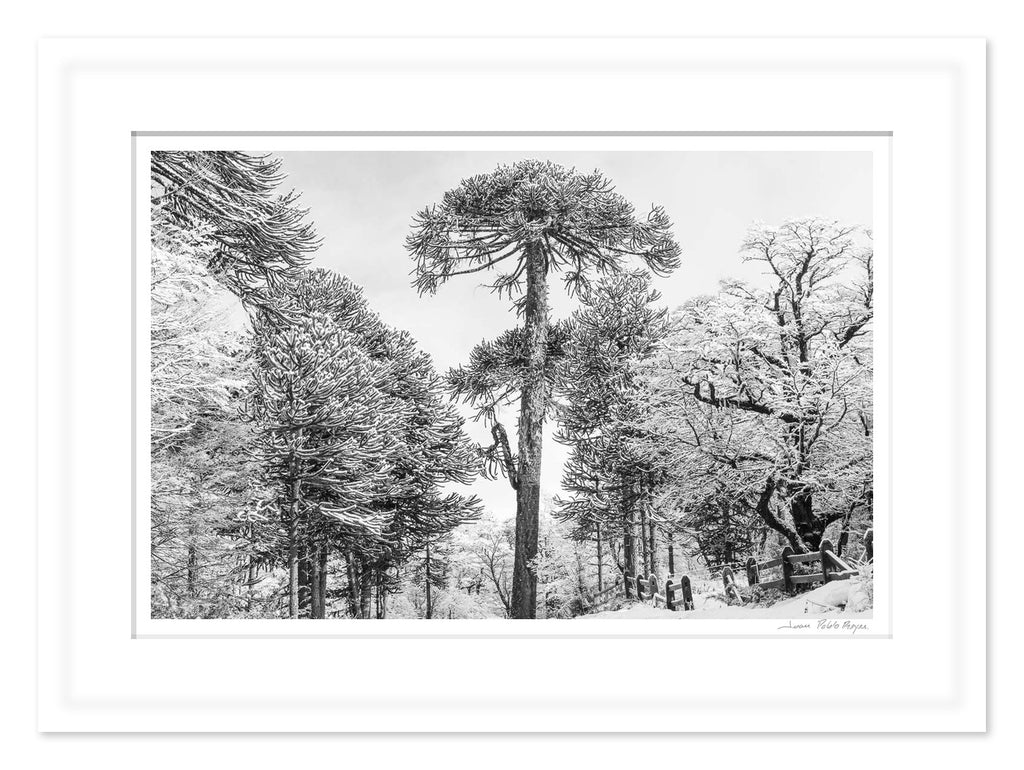 Prehistoria en el camino