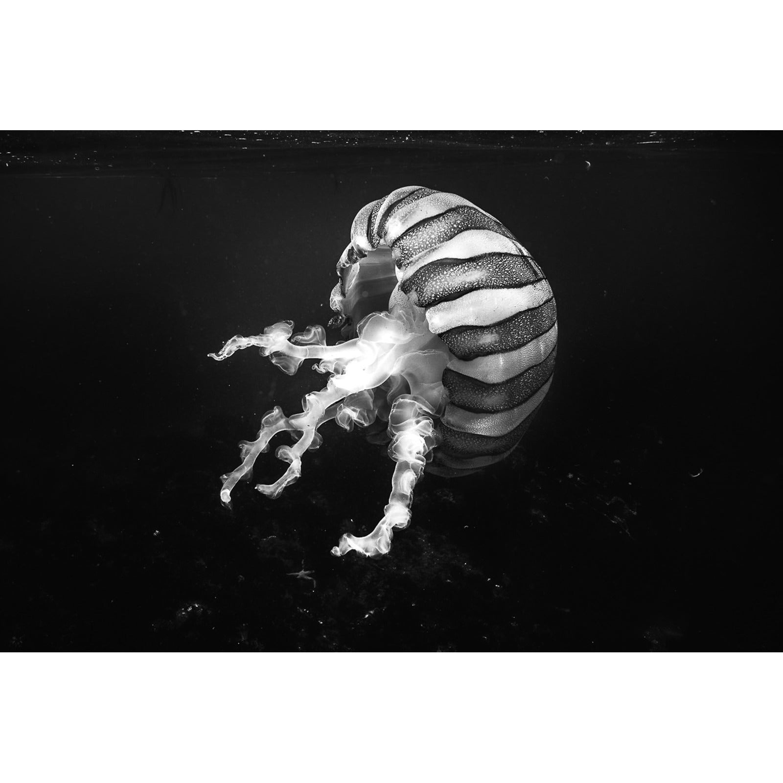 Psicodelia