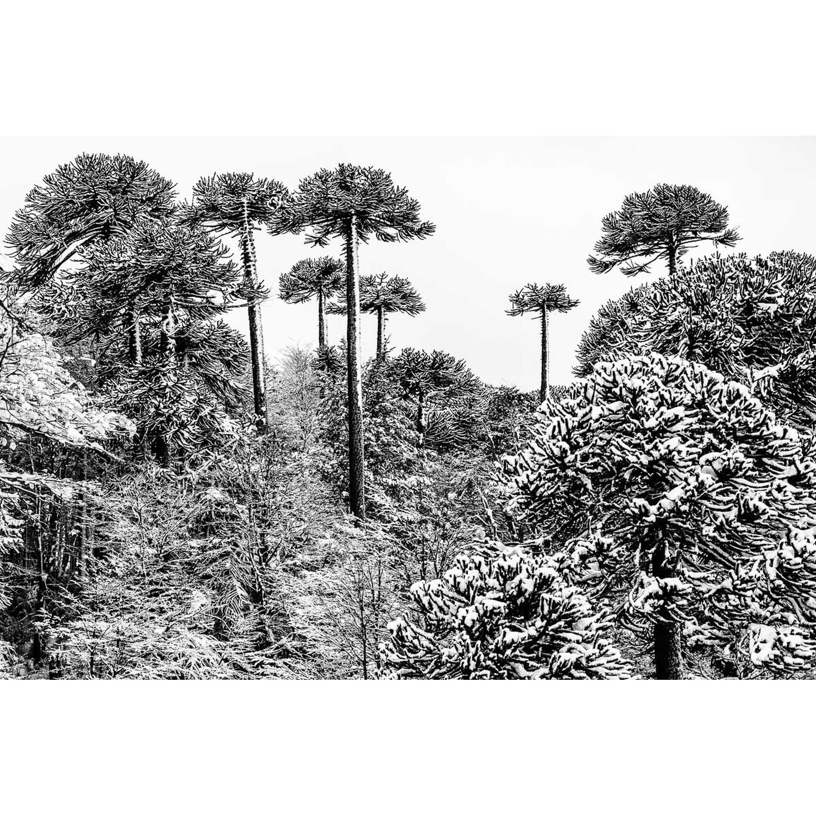 Superestructura natural
