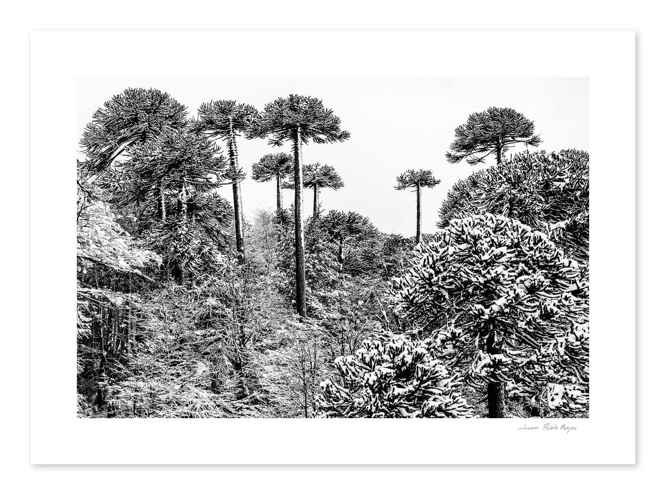 Superestructura natural