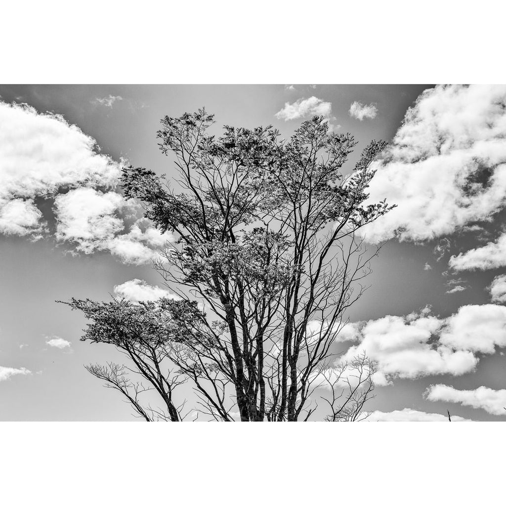 Toda tierra quiere ser bosque