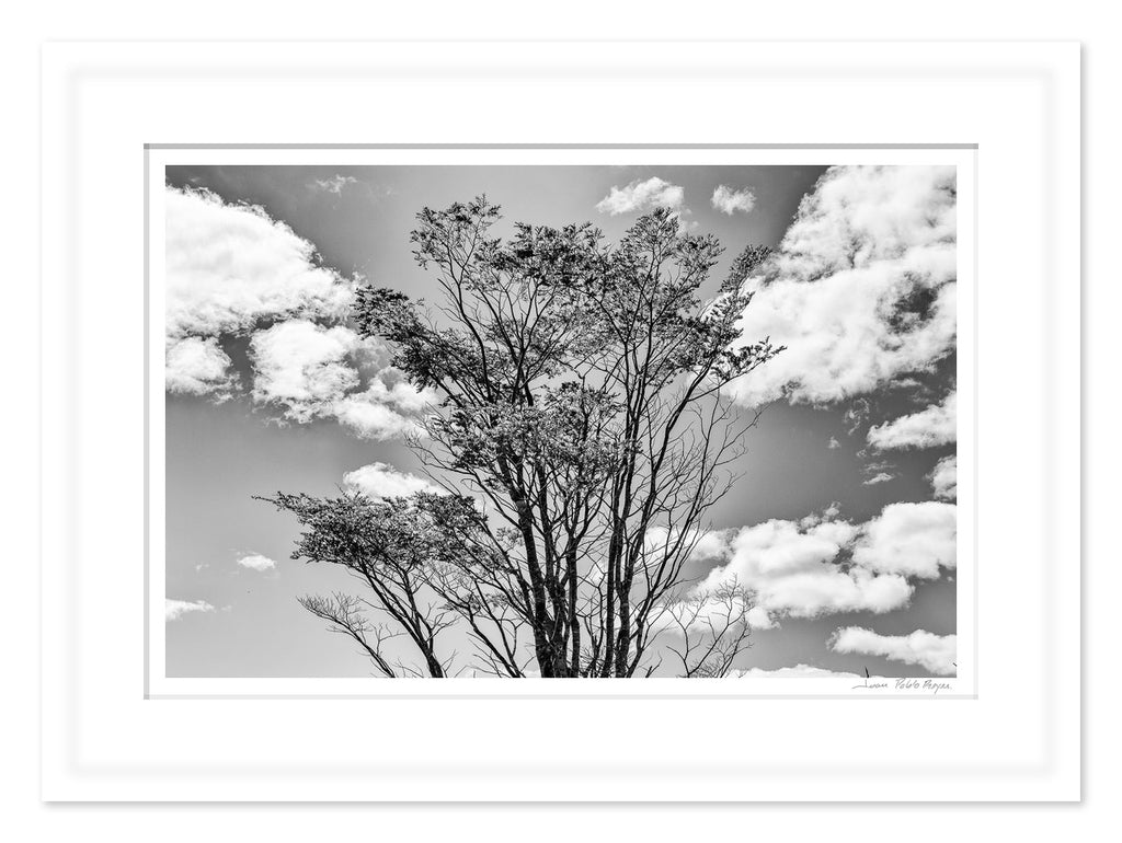 Toda tierra quiere ser bosque