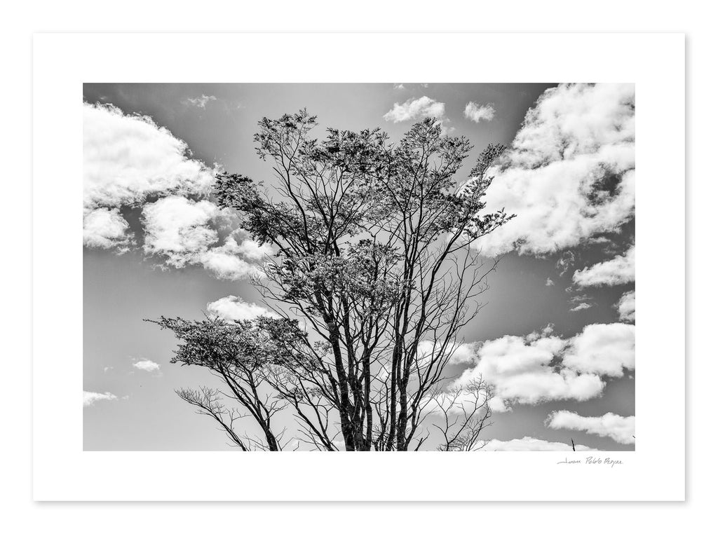 Toda tierra quiere ser bosque