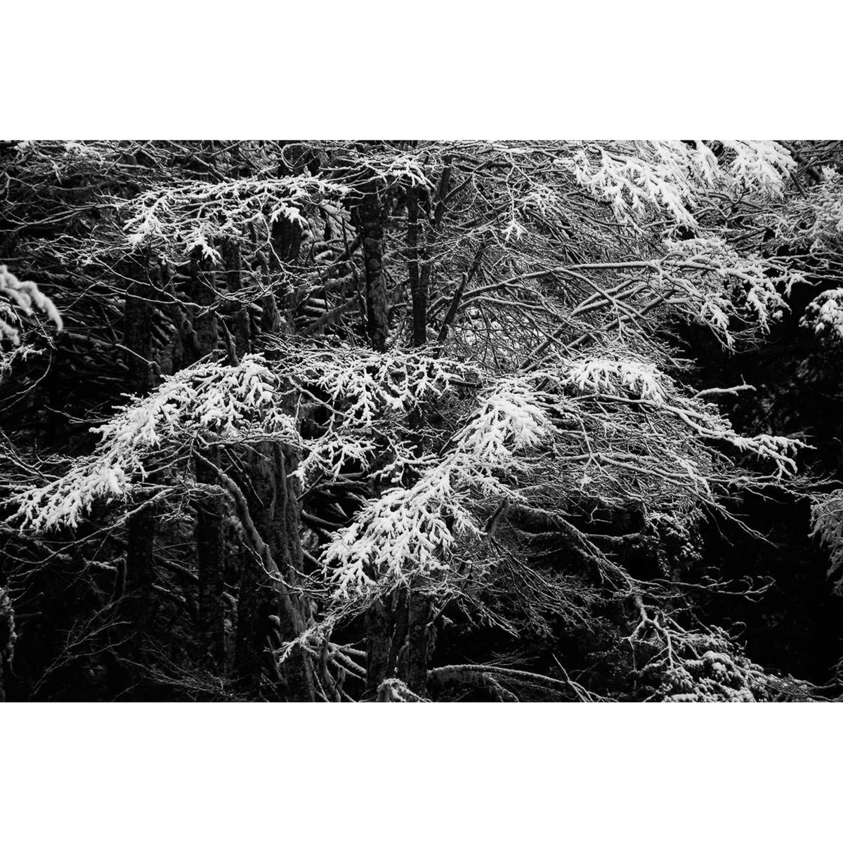 Toque blanco