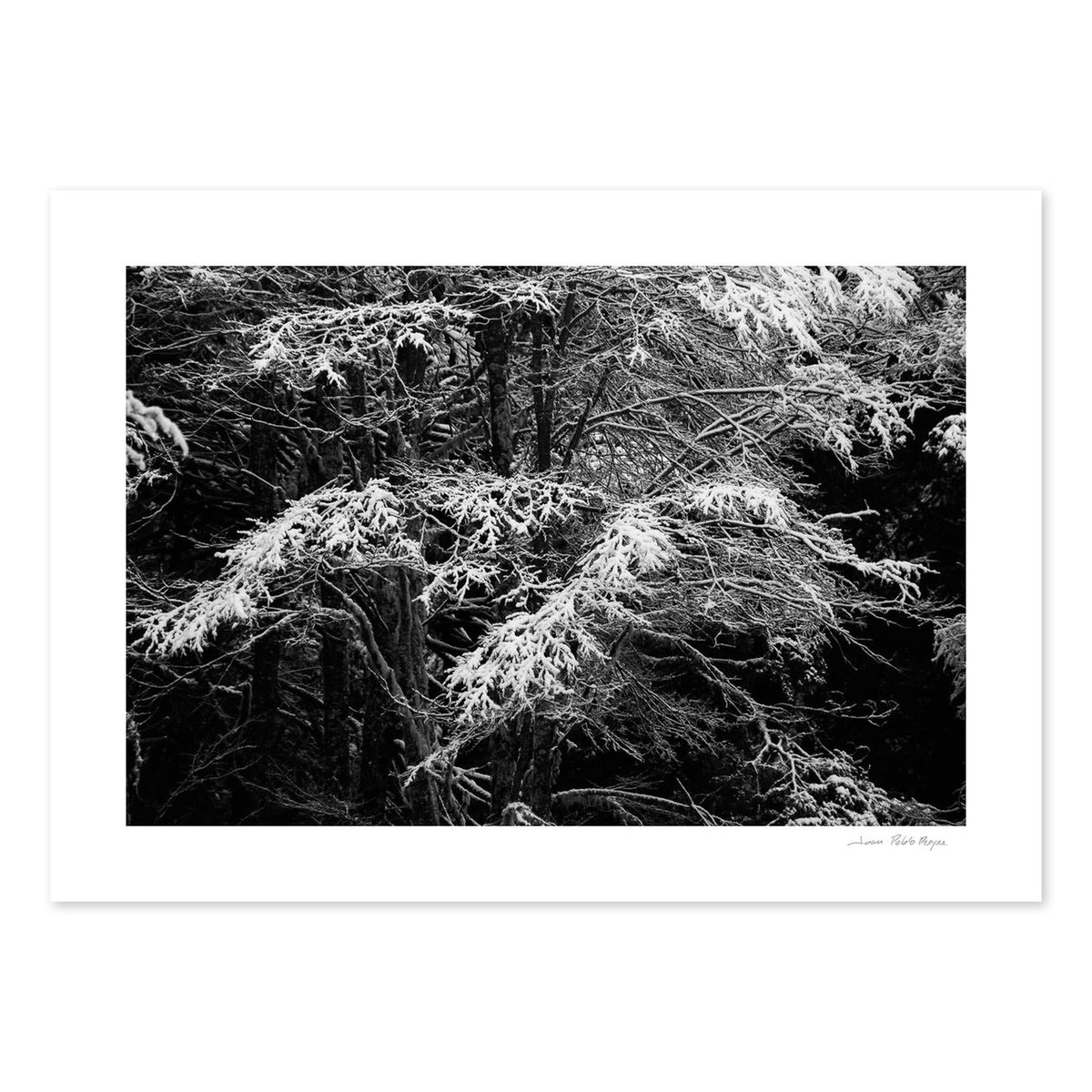 Toque blanco
