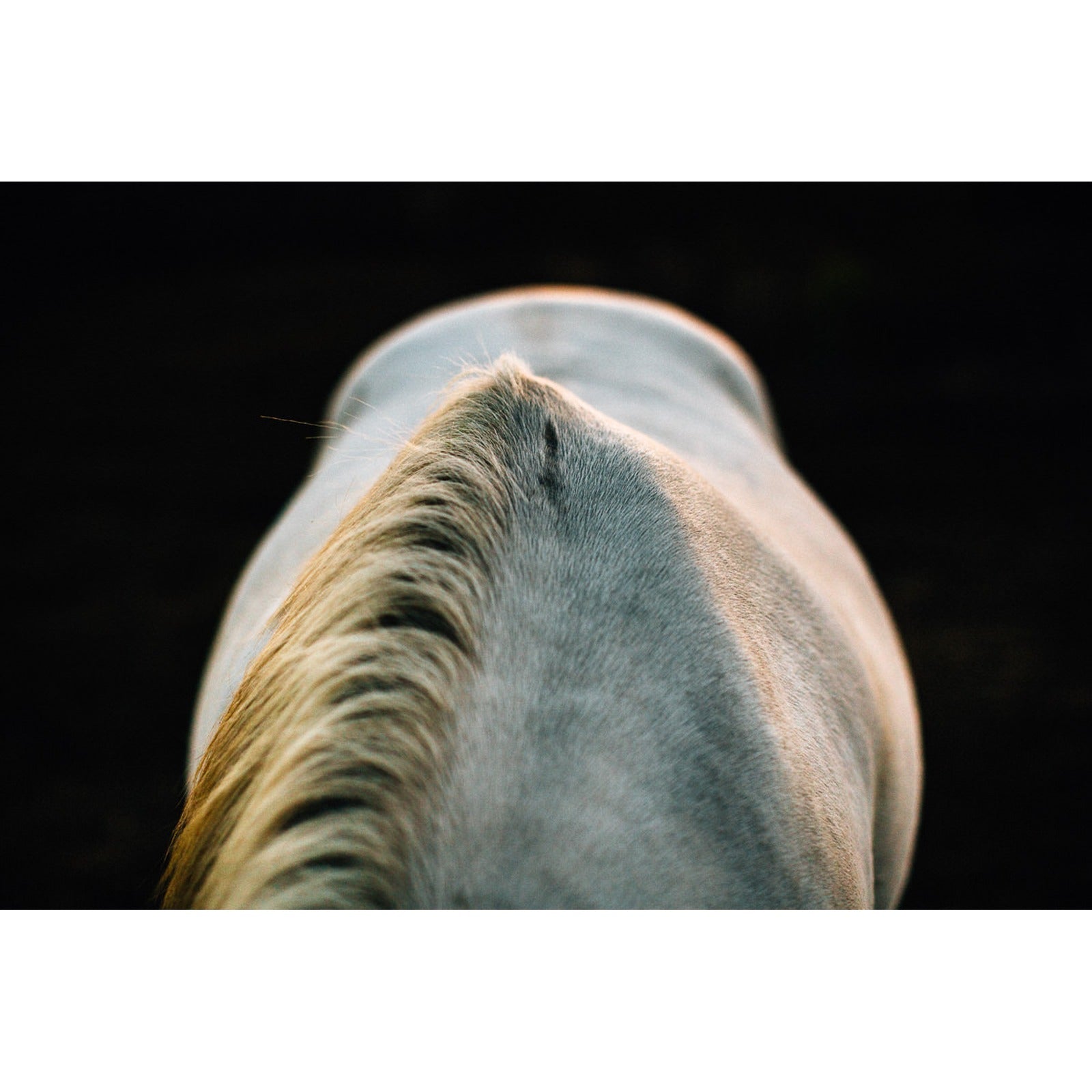 Un caballo a la Luz