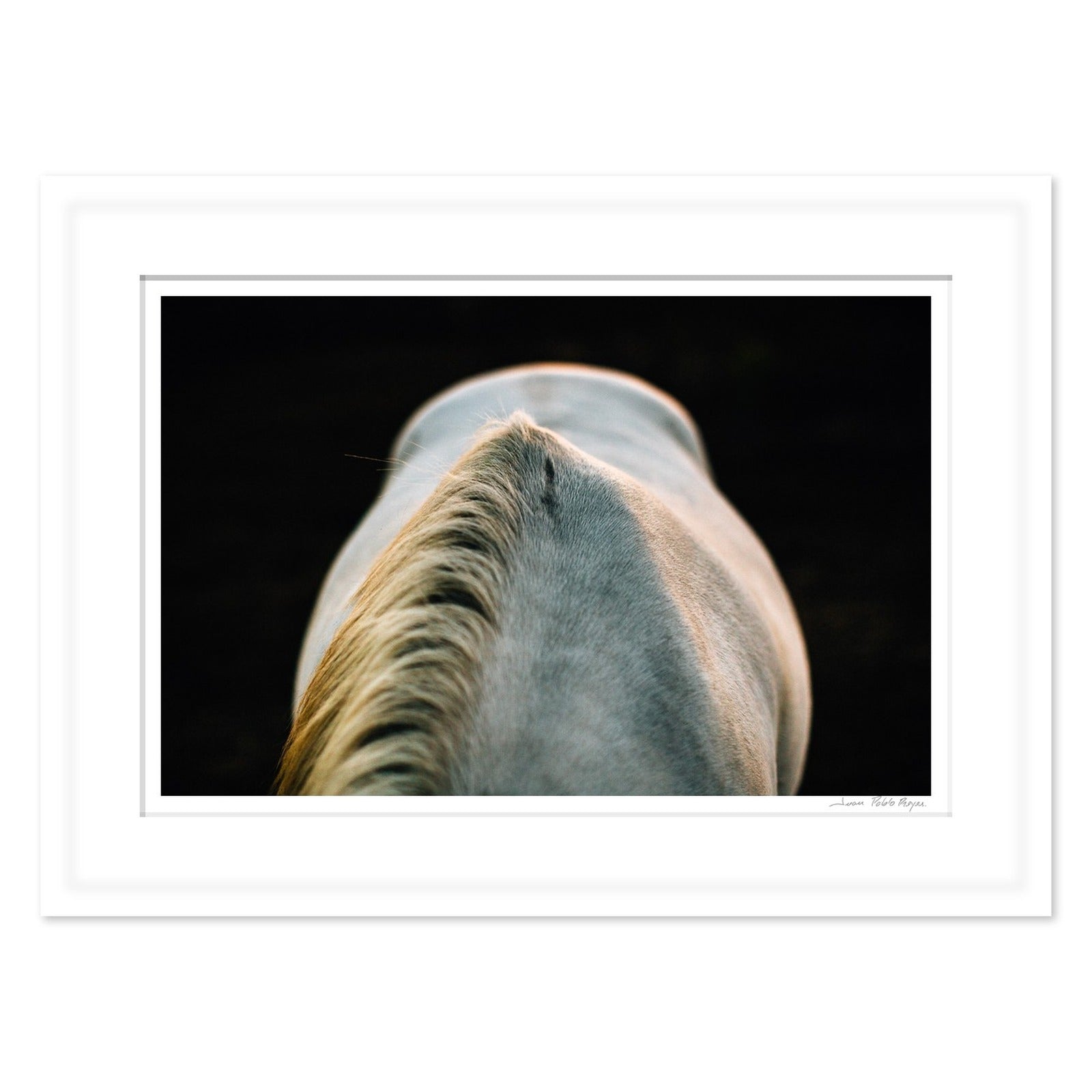 Un caballo a la Luz