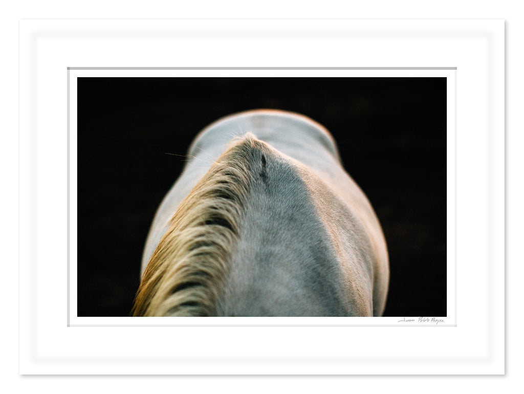Un caballo a la Luz