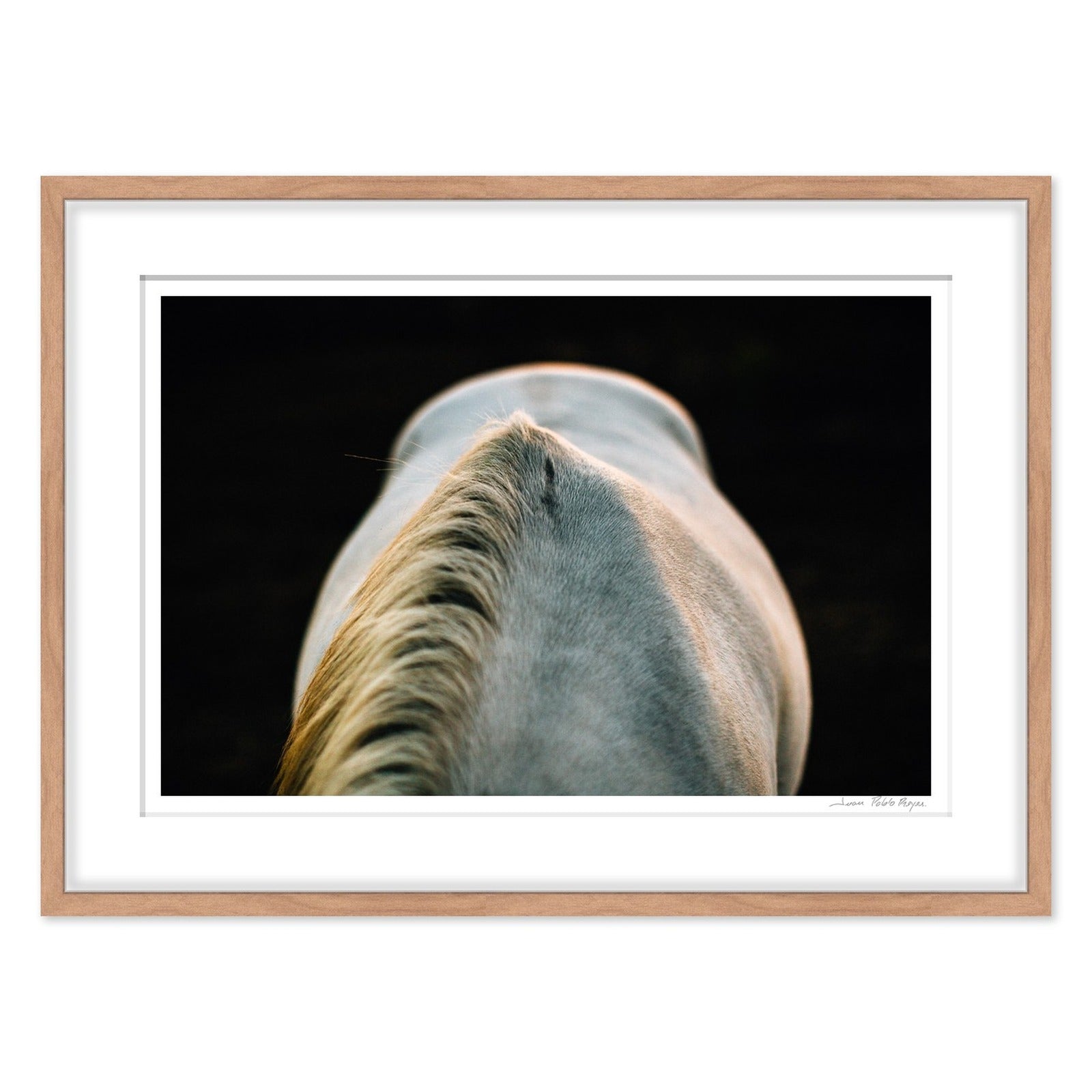 Un caballo a la Luz