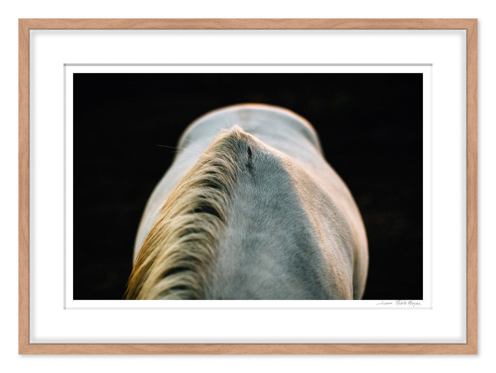 Un caballo a la Luz